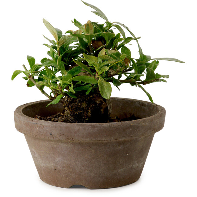 Gardenia jasminoides, 9 cm, ± 10 anni, con nebari di 4,5 cm