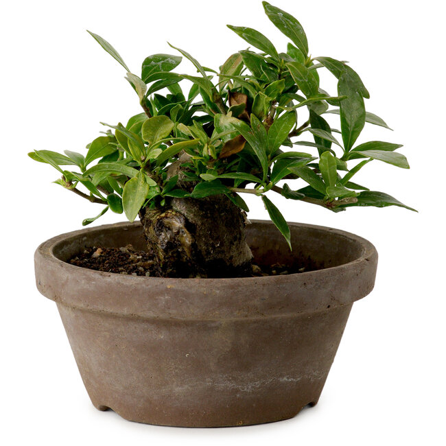 Gardenia jasminoides, 9 cm, ca. 10 Jahre alt, mit einem Wurzelhals von 4,5 cm