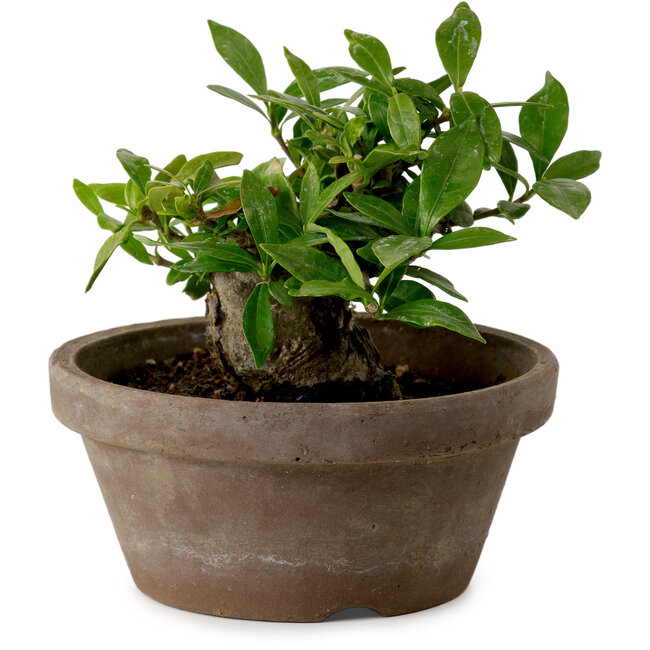 Gardenia jasminoides, 9 cm, ca. 10 Jahre alt, mit einem Wurzelhals von 4,5 cm