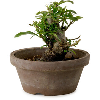 Gardenia jasminoides, 9 cm, ± 10 anni