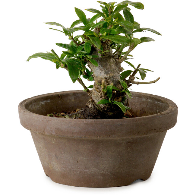 Gardenia jasminoides, 9 cm, ± 10 years old, with a nebari of 4,5 cm