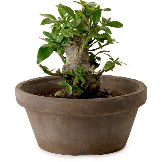 Gardenia jasminoides, 9 cm, ± 10 years old, with a nebari of 4,5 cm