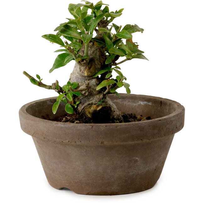 Gardenia jasminoides, 9 cm, ± 10 años de edad, con un nebari de 4,5 cm.