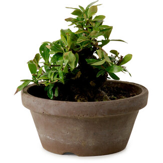 Gardenie (Gardenia jasminoides), 9 cm, ca. 10 Jahre alt