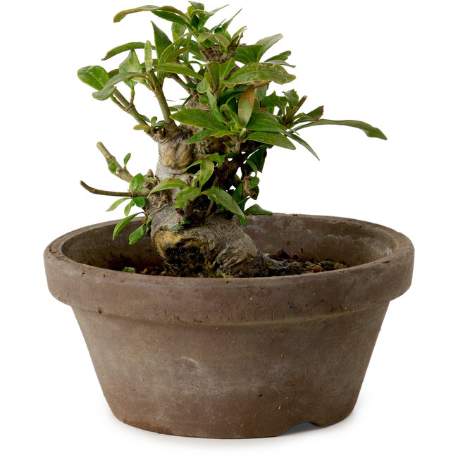 Gardenia jasminoides, 9 cm, ± 10 jaar oud, met een nebari van 4,5 cm