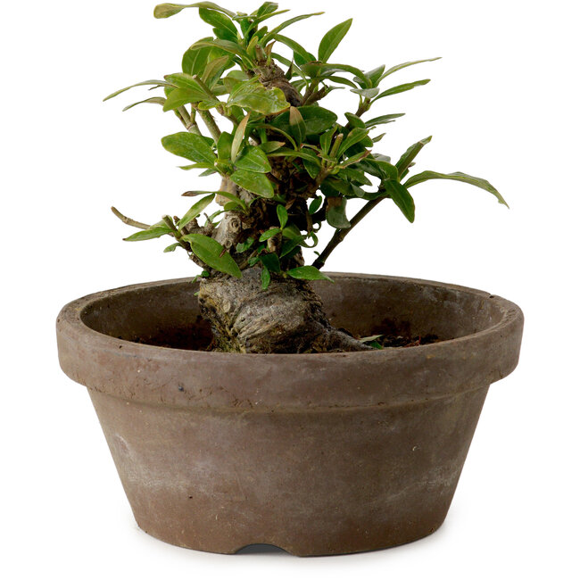 Gardenia jasminoides, 9 cm, ± 10 anni, con nebari di 4,5 cm