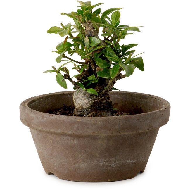 Gardenia jasminoides, 9 cm, ± 10 anni, con nebari di 4,5 cm