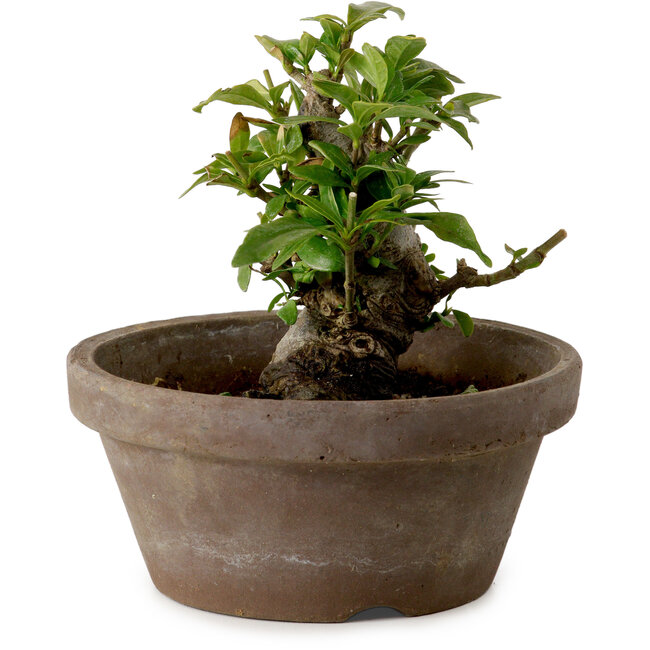 Gardenia jasminoides, 9 cm, ± 10 ans, avec un nebari de 4,5 cm