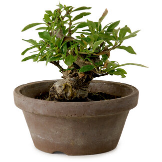 Gardenia jasminoides, 9 cm, ± 10 años de edad