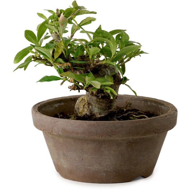 Gardenia jasminoides, 9 cm, ± 10 años de edad, con un nebari de 4,5 cm.