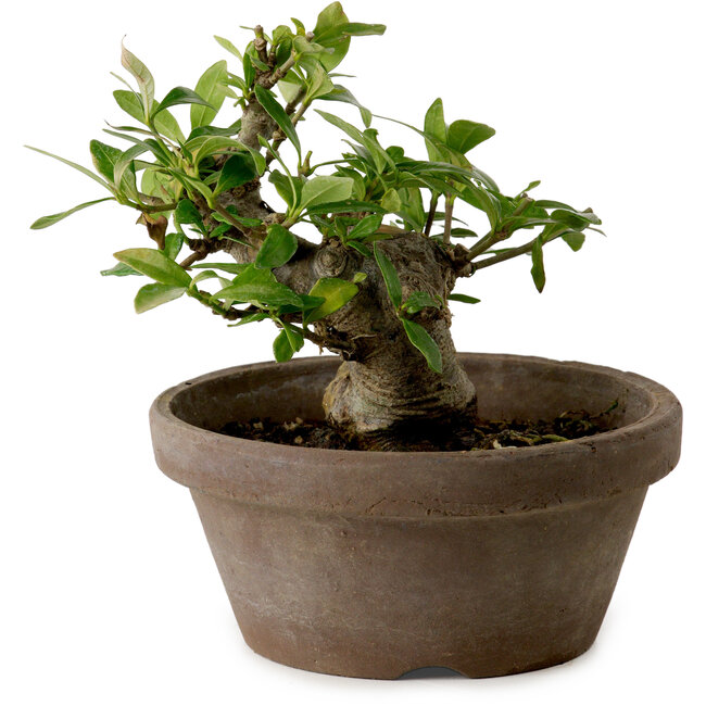 Gardenia jasminoides, 9 cm, ca. 10 Jahre alt, mit einem Wurzelhals von 4,5 cm