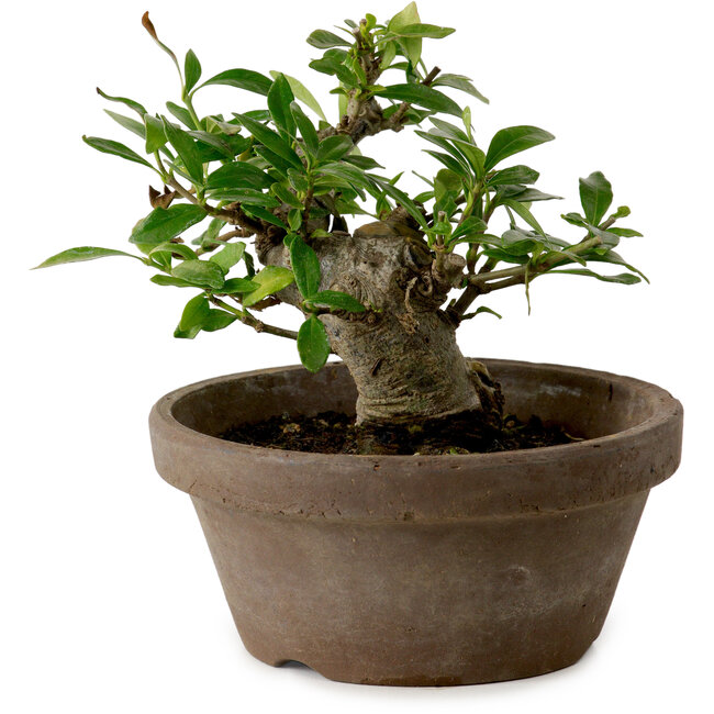 Gardenia jasminoides, 9 cm, ca. 10 Jahre alt, mit einem Wurzelhals von 4,5 cm