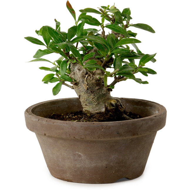 Gardenia jasminoides, 9 cm, ± 10 years old, with a nebari of 4,5 cm