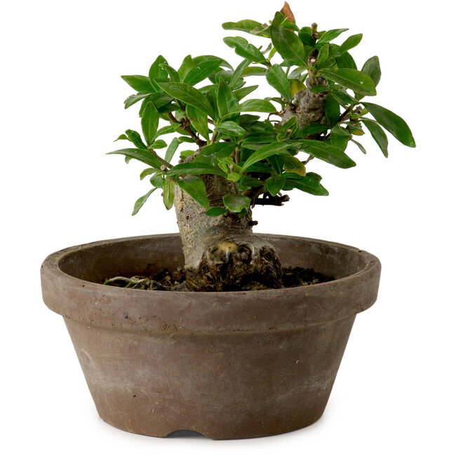 Gardenia jasminoides, 9 cm, ca. 10 Jahre alt, mit einem Wurzelhals von 4,5 cm