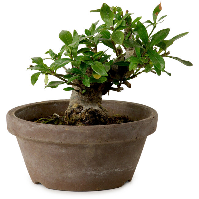 Gardenia jasminoides, 9 cm, ± 10 ans, avec un nebari de 4,5 cm