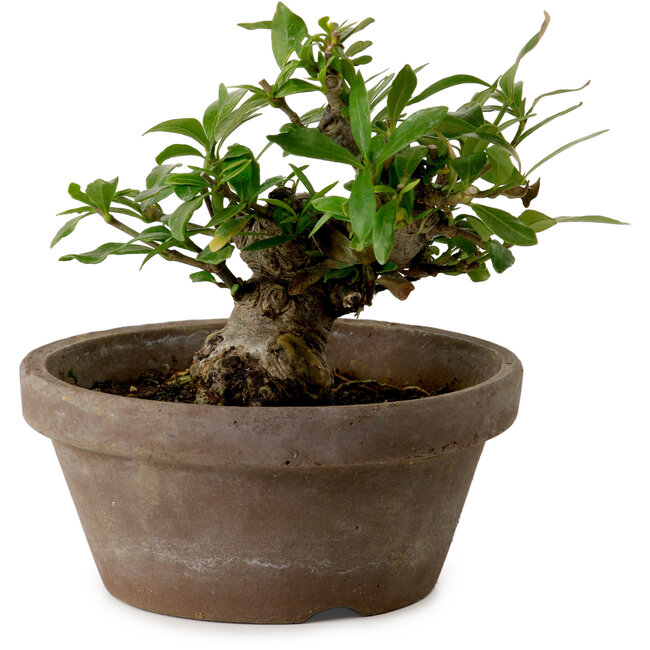 Gardenia jasminoides, 9 cm, ± 10 ans, avec un nebari de 4,5 cm