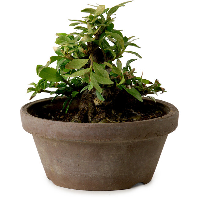 Gardenia jasminoides, 9 cm, ca. 10 Jahre alt, mit einem Wurzelhals von 4,5 cm