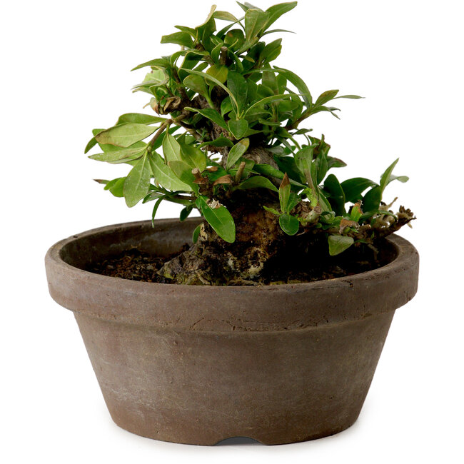 Gardenia jasminoides, 9 cm, ± 10 jaar oud, met een nebari van 4,5 cm