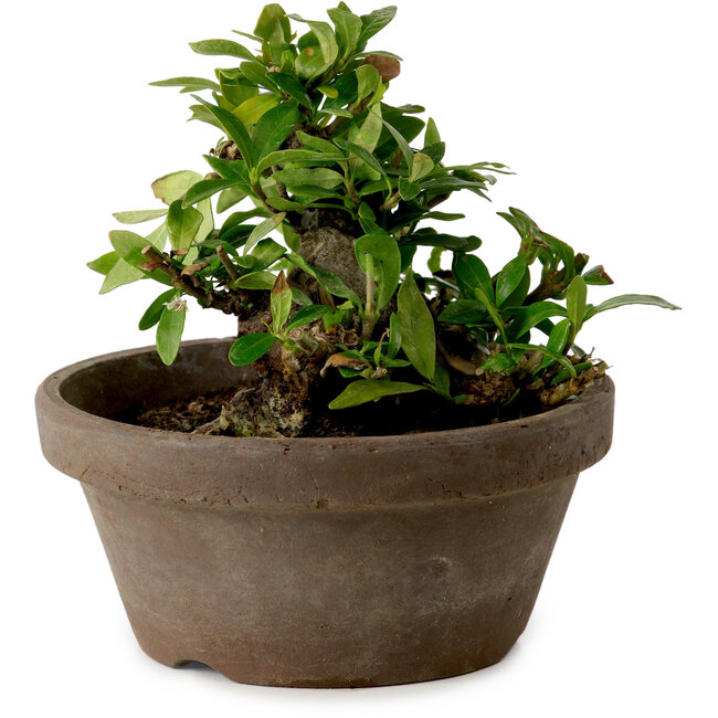 Gardenia jasminoides, 9 cm, ± 10 años de edad, con un nebari de 4,5 cm.