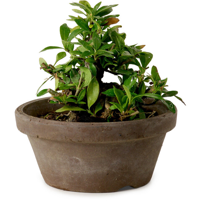 Gardenia jasminoides, 9 cm, ± 10 años de edad, con un nebari de 4,5 cm.