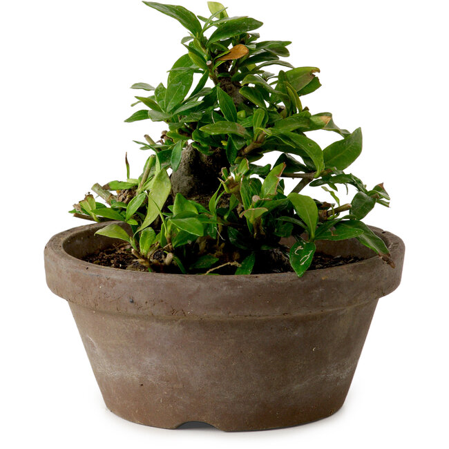 Gardenia jasminoides, 9 cm, ± 10 jaar oud, met een nebari van 4,5 cm