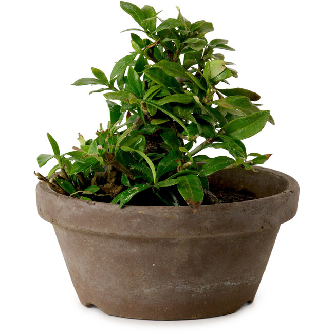 Gardenia jasminoides, 9 cm, ± 10 años de edad, con un nebari de 4,5 cm.