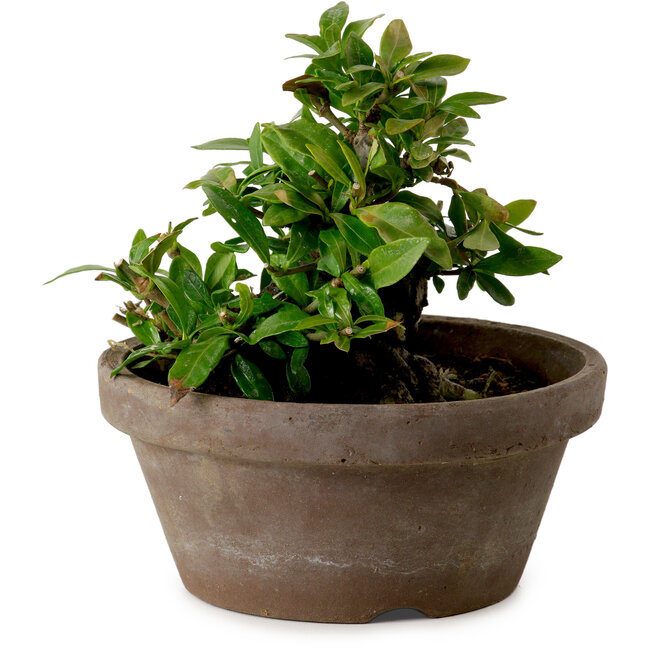Gardenia jasminoides, 9 cm, ± 10 jaar oud, met een nebari van 4,5 cm