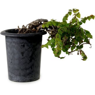 Trachelospermum asiaticum, 30 cm, ± 20 anni