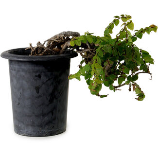 Trachelospermum asiaticum, 30 cm, ± 20 years old