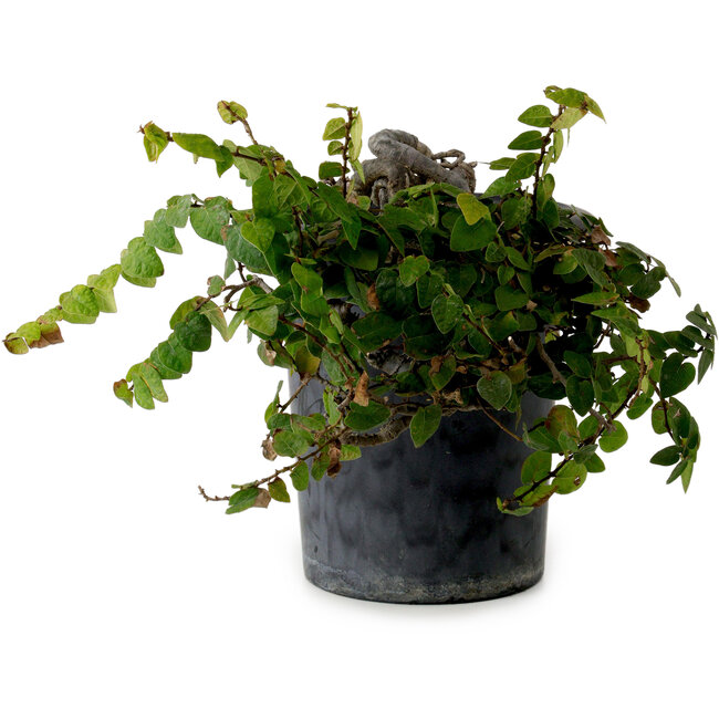 Trachelospermum asiaticum, 30 cm, ± 20 years old, with a nebari of 8 cm
