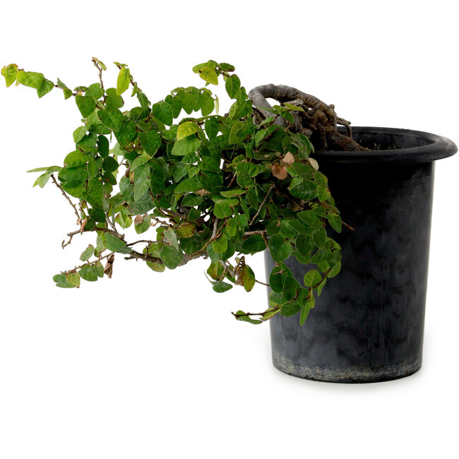 Trachelospermum asiaticum, 30 cm, ± 20 anni, con nebari di 8 cm