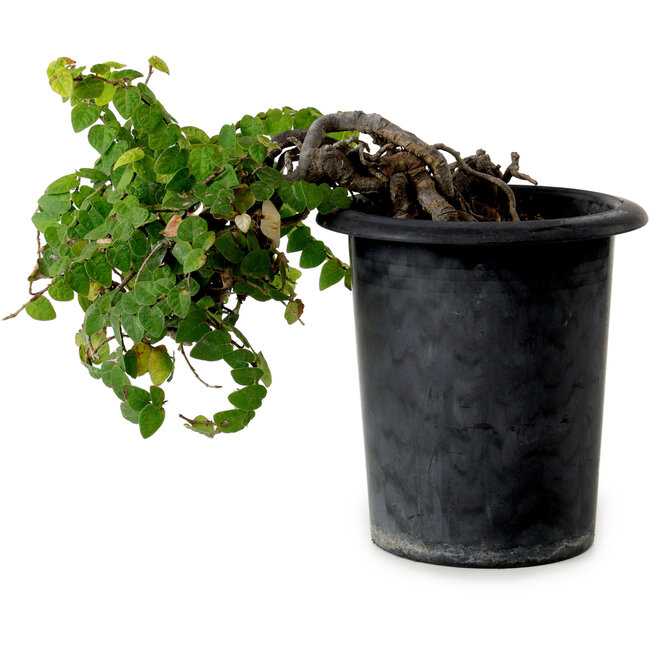 Trachelospermum asiaticum, 30 cm, ± 20 Jahre alt, mit einem Nebari von 8 cm