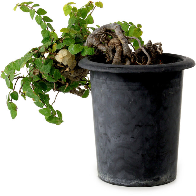 Trachelospermum asiaticum, 30 cm, ± 20 años de edad, con un nebari de 8 cm