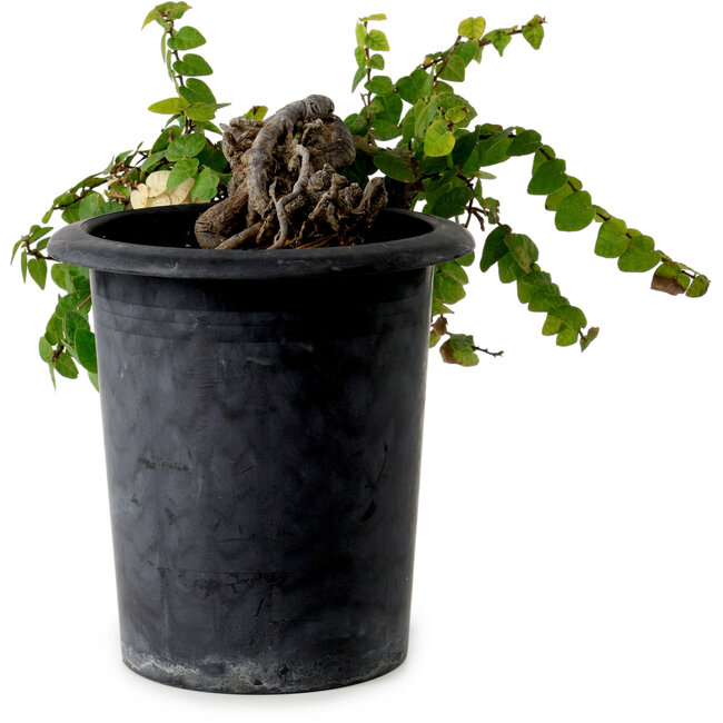 Trachelospermum asiaticum, 30 cm, ± 20 Jahre alt, mit einem Nebari von 8 cm