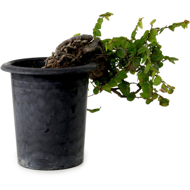 Trachelospermum asiaticum, 30 cm, ± 20 ans, avec un nébari de 8 cm