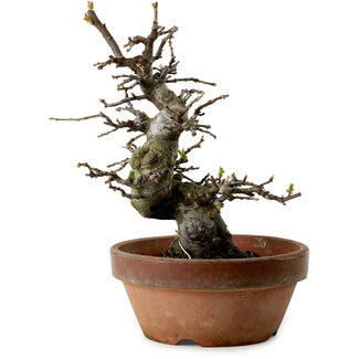 Pseudocydonia sinensis, 25 cm, ± 20 ans