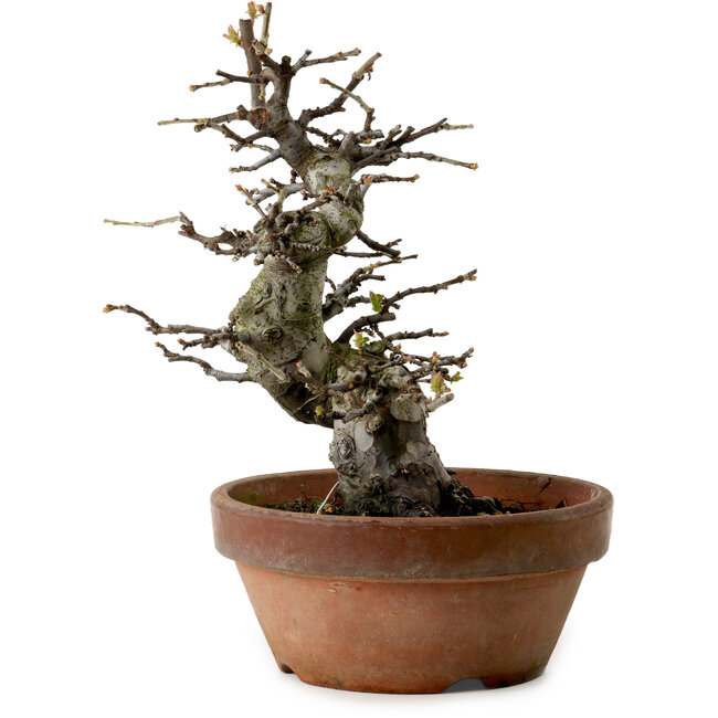 Pseudocydonia sinensis, 25 cm, ± 20 años de edad, con un nebari de 8 cm