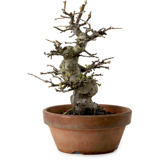 Pseudocydonia sinensis, 25 cm, ca. 20 Jahre alt, mit einem Nebari von 8 cm