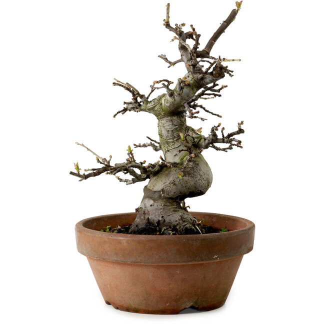 Pseudocydonia sinensis, 25 cm, ± 20 ans, avec un nebari de 8 cm