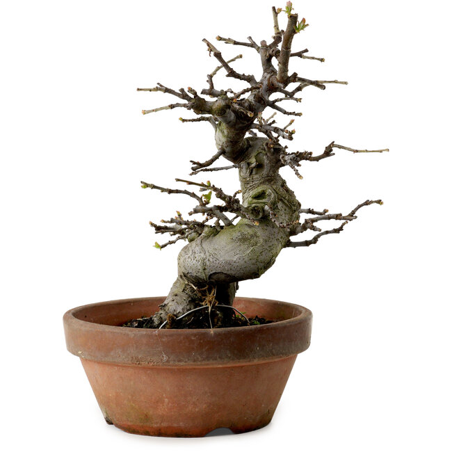 Pseudocydonia sinensis, 25 cm, ± 20 ans, avec un nebari de 8 cm