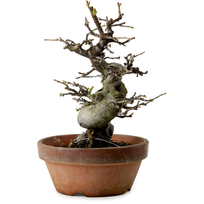 Pseudocydonia sinensis, 25 cm, ± 20 ans, avec un nebari de 8 cm