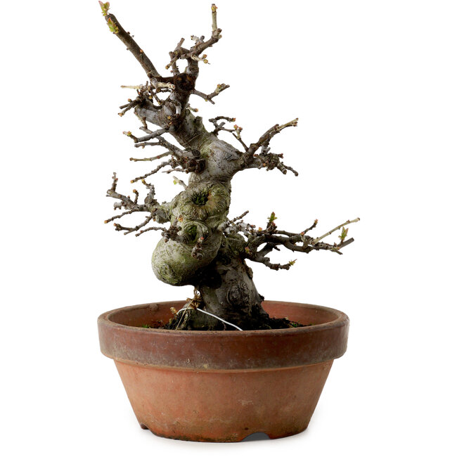 Pseudocydonia sinensis, 25 cm, ± 20 ans, avec un nebari de 8 cm