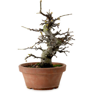 Pseudocydonia sinensis, 27 cm, ± 20 ans