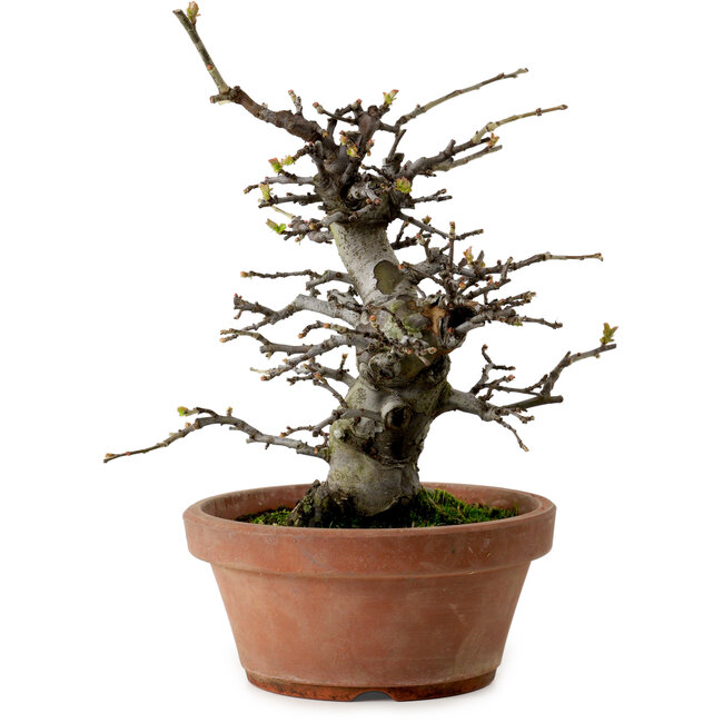 Pseudocydonia sinensis, 27 cm, ca. 20 Jahre alt, mit einem Nebari von 9 cm