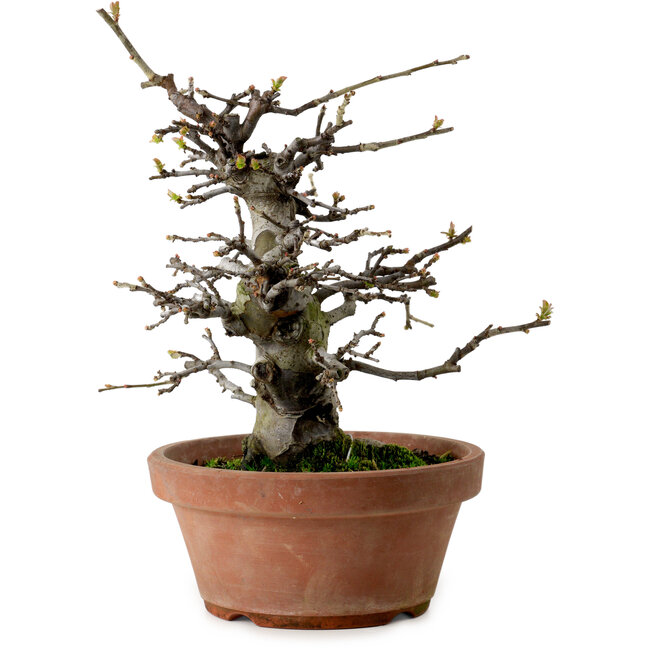 Pseudocydonia sinensis, 27 cm, ± 20 ans, avec un nebari de 9 cm