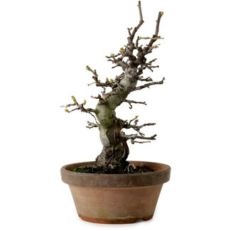 Pseudocydonia sinensis, 30 cm, ± 20 ans