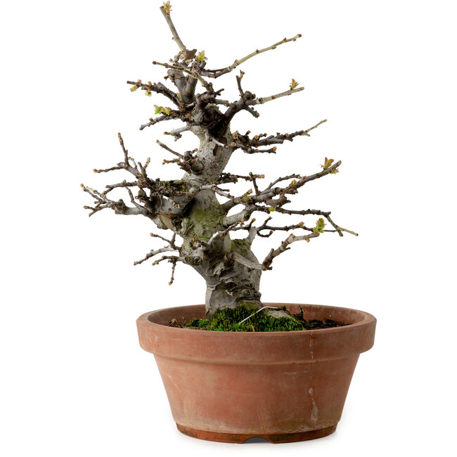 Pseudocydonia sinensis, 27 cm, ± 20 ans, avec un nebari de 9 cm