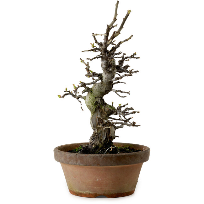 Pseudocydonia sinensis, 30 cm, ± 20 jaar oud, met een nebari van 8 cm