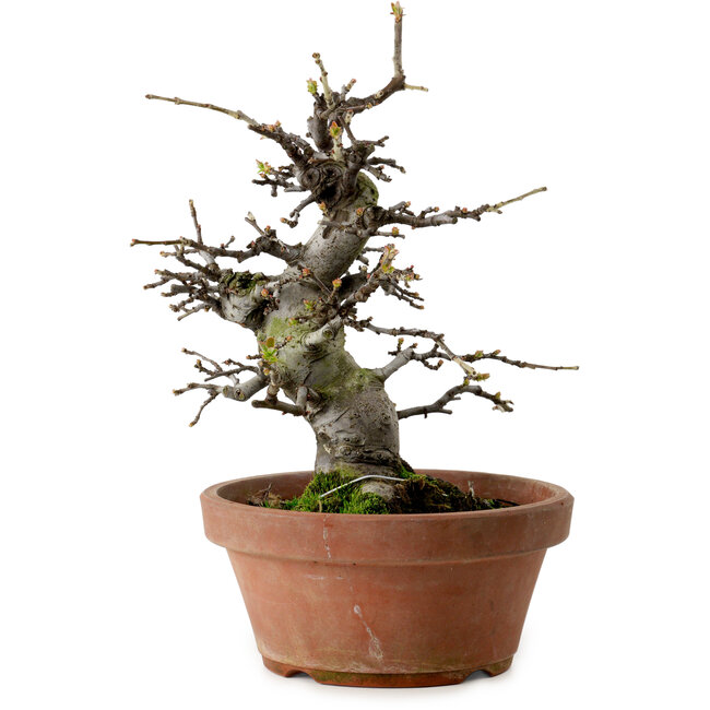 Pseudocydonia sinensis, 27 cm, ± 20 años de edad, con un nebari de 9 cm