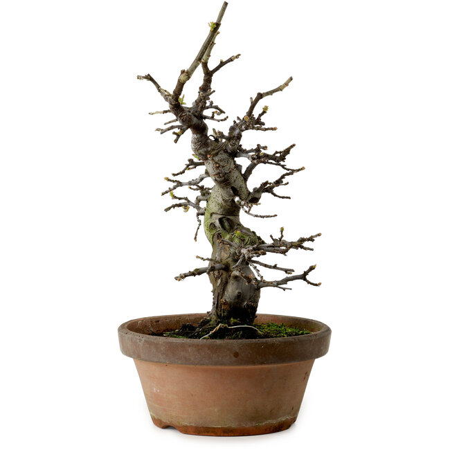 Pseudocydonia sinensis, 30 cm, ± 20 ans, avec un nebari de 8 cm